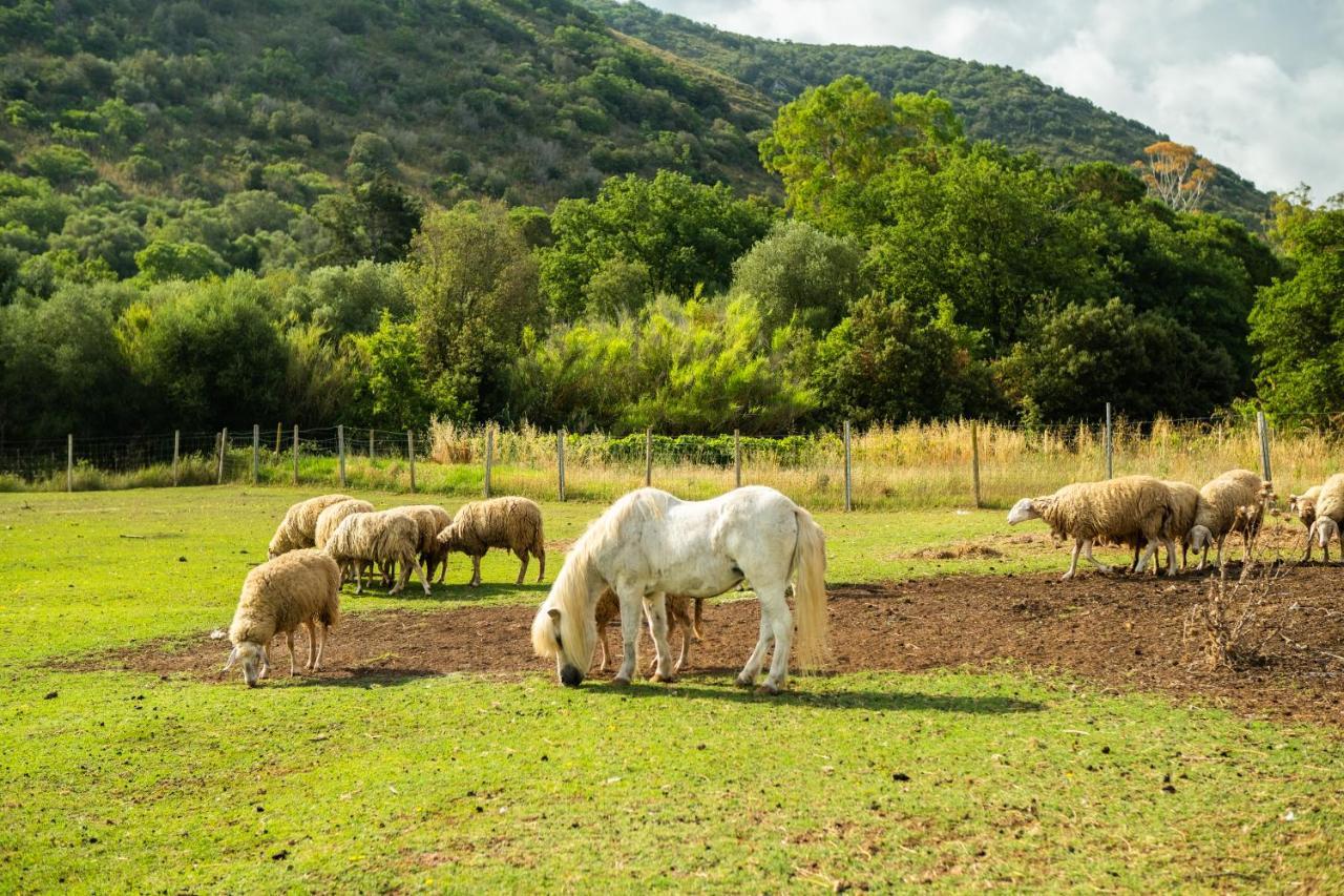 Antica Fattoria La Parrina Villa Orbetello Kültér fotó
